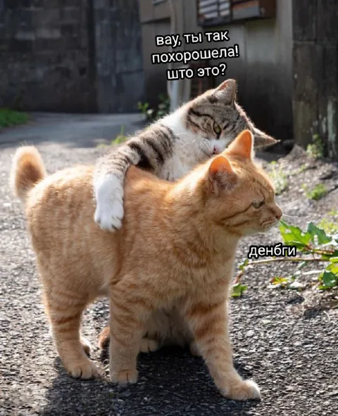 Кошка похорошела из-за денег