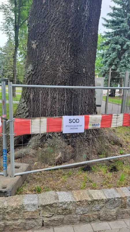 SOD — strefa ochrony drzewa