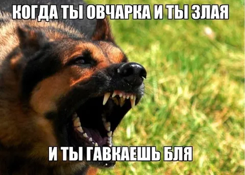 Злой овчар гавкает на всех