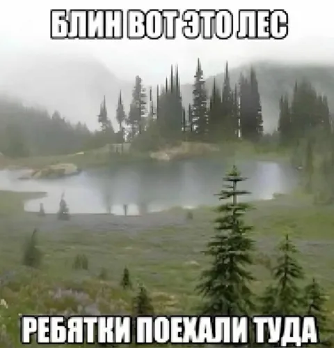 Блин, вот это лес