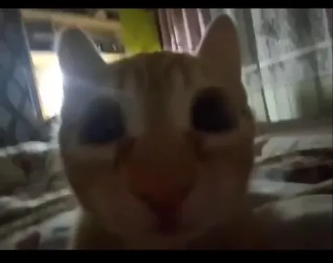 Кот лезет прямо в камеру