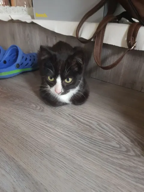 Котёнок в засаде