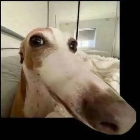 Собака с огромным носом