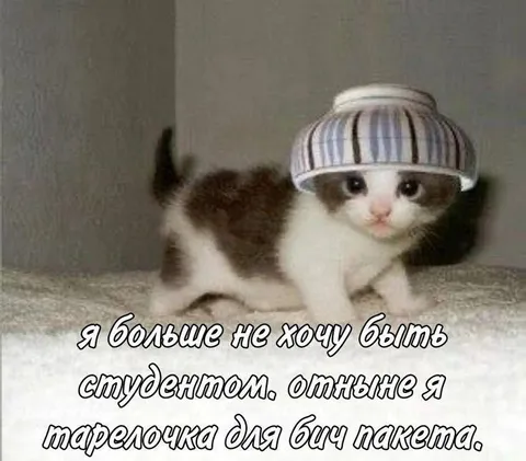 Котёнок больше не студент