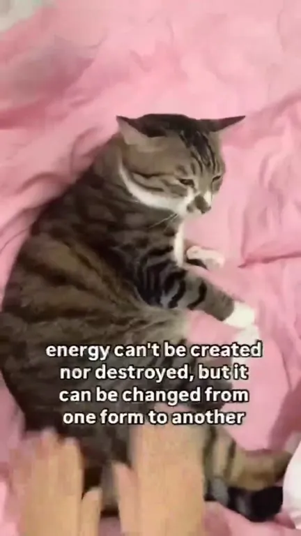Cat Converts Energy Into Comfort