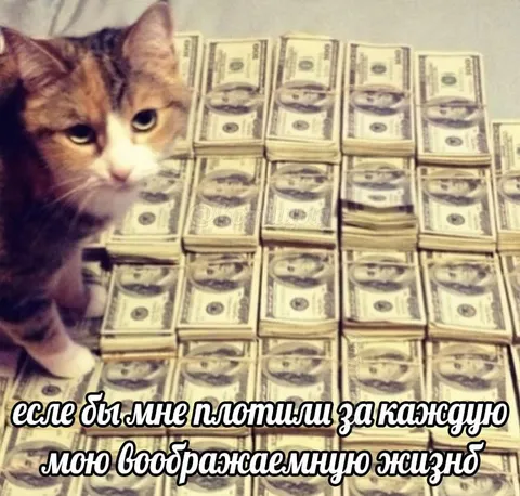 Кот и воображаемые жизни