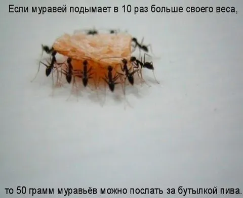 Муравьи идут за пивом