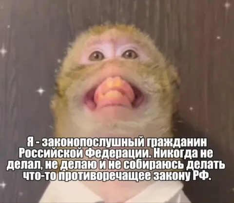 Законопослушная обезьяна