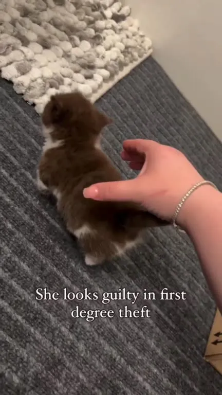 Guilty Kitten Arrested for Theft