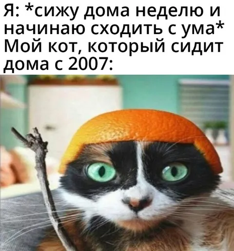 Кот, который сидит дома с 2007