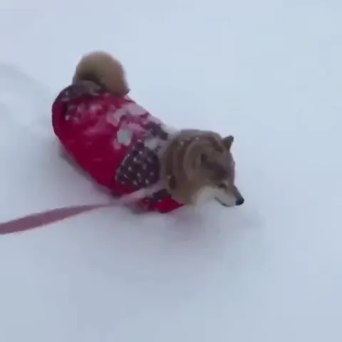 Пёсик едет по снегу