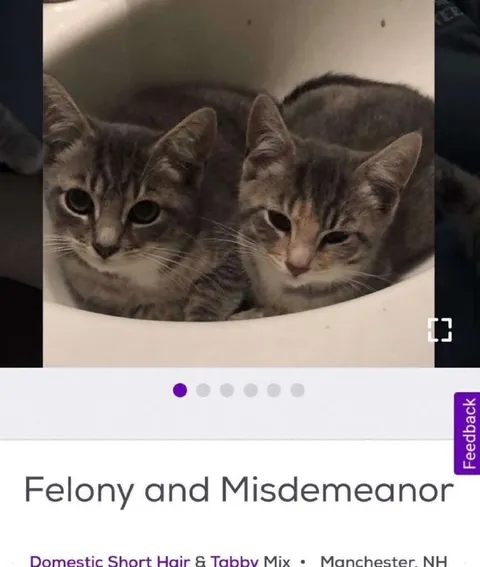 Felony and Misdemeanor Cats