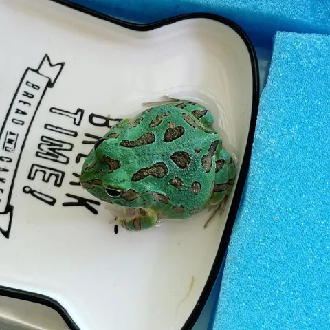 Frog on a Bread Dish