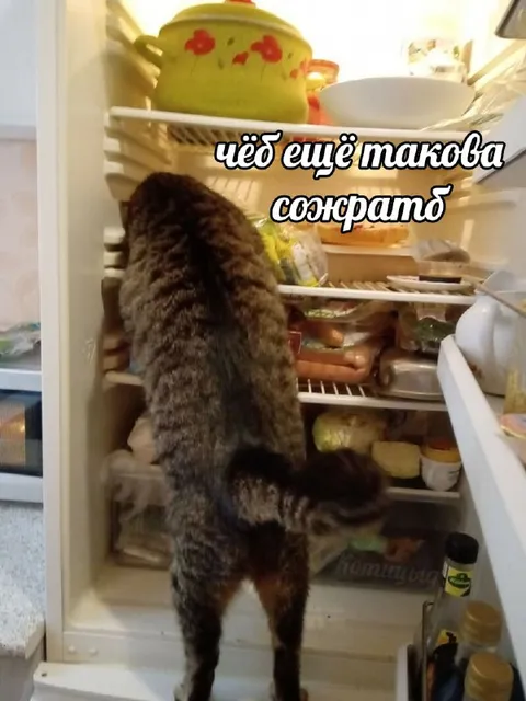 Кот ищет что ещё сожрать