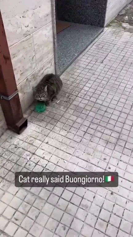 Cat Says Buongiorno