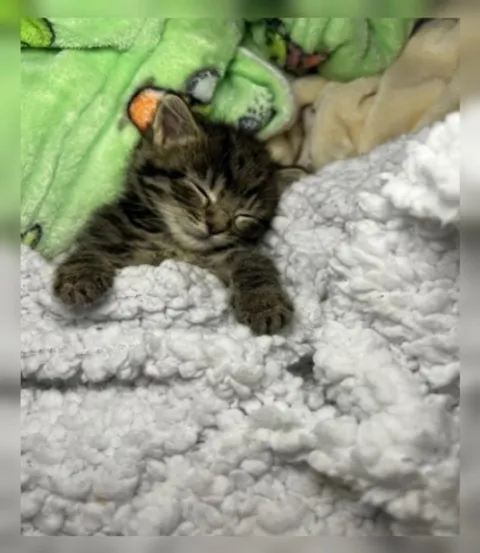 Уставший котёнок в одеялах