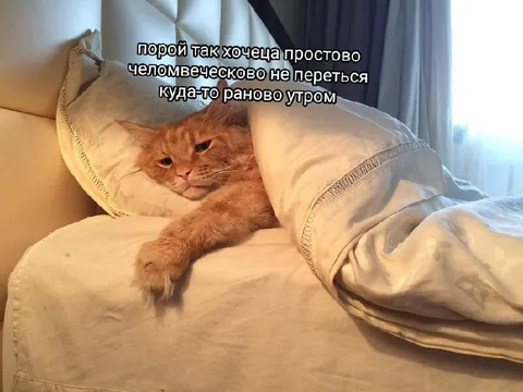Кот не хочет вставать рано