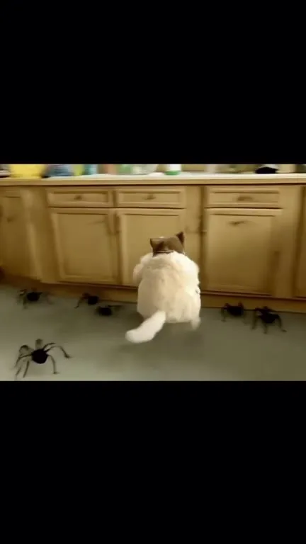 Кот переживает конец света