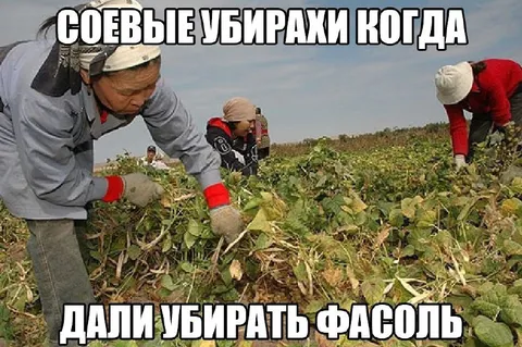 Соевые убирахи когда дали фасоль