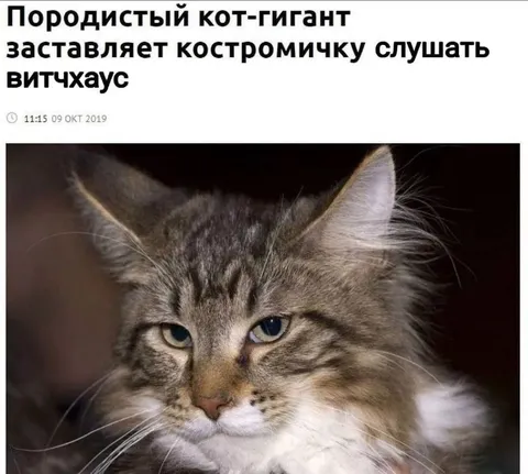 Кот-гигант слушает витхаус