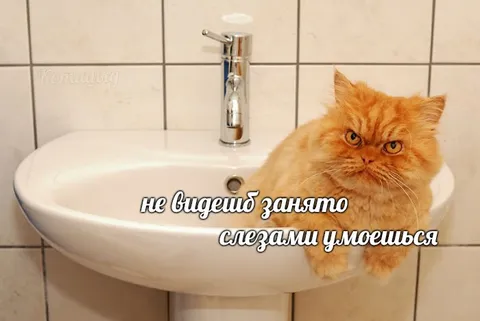 Не будешь занято — слезами умоешься