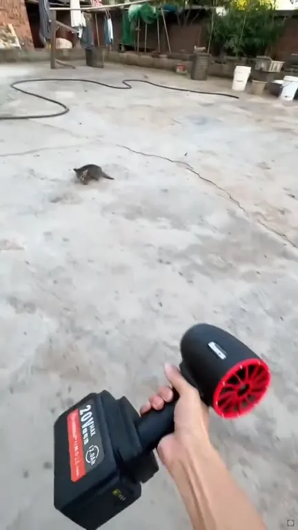 Mouse Runs From Leaf Blower