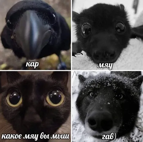 Кап мяу гав — какое мяу вы мыш