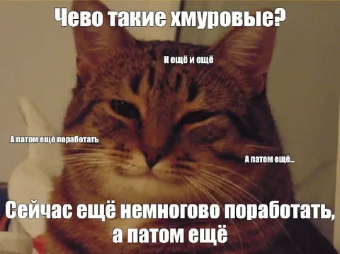 Кот снова откладывает отдых