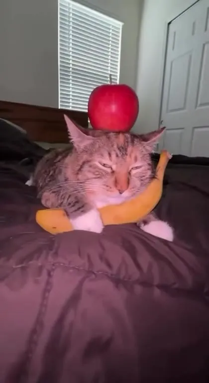 Кот в костюме банана с яблоком