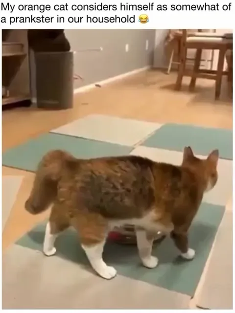 Orange Cat Plays Pranks on Other Cats