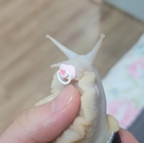 Улитка с соской
