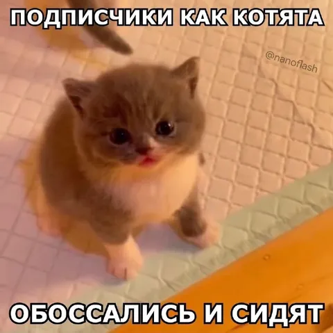 Подписчики как котята