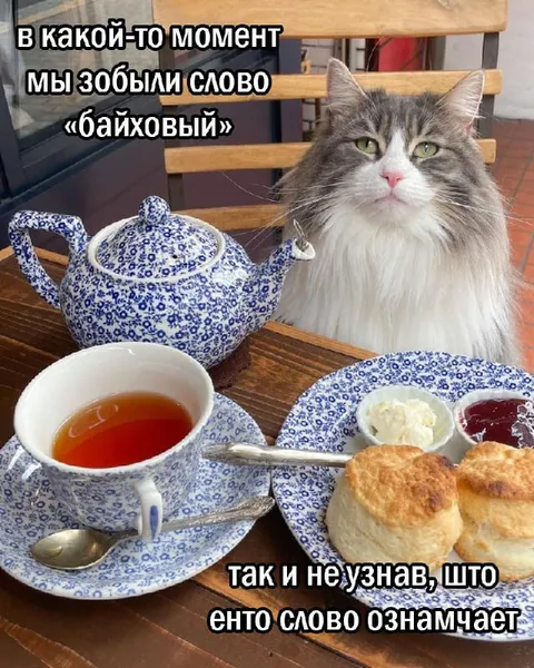Кот так и не понял байховый