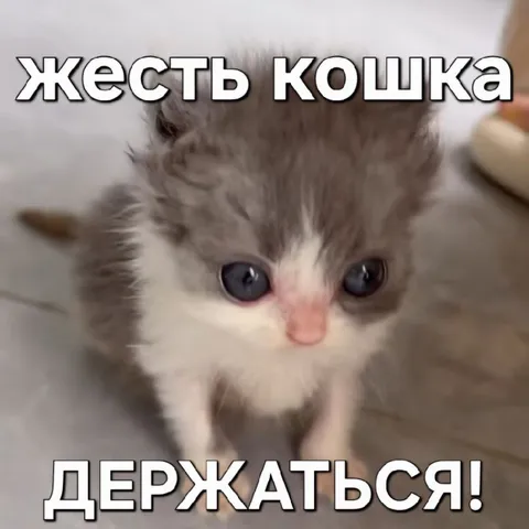 Жесть кошка держаться