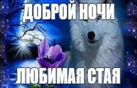 Доброй ночи, любимая стая