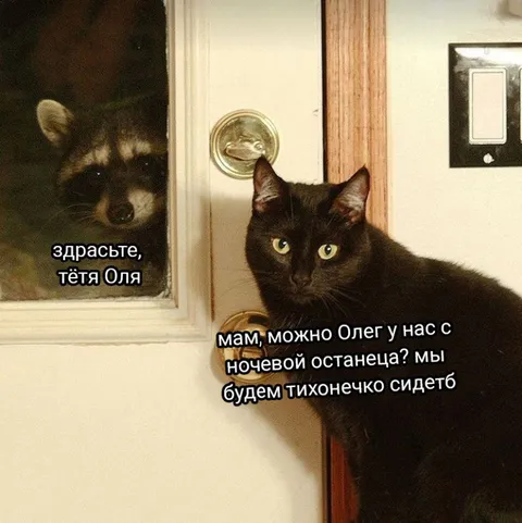 Кот просит Олега на ночёвку