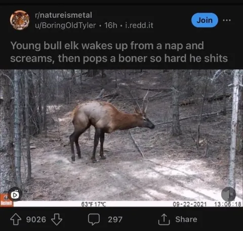 Elk Wakes Up Screaming