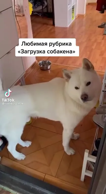 Любимая рубрика «Загрузка собачена»