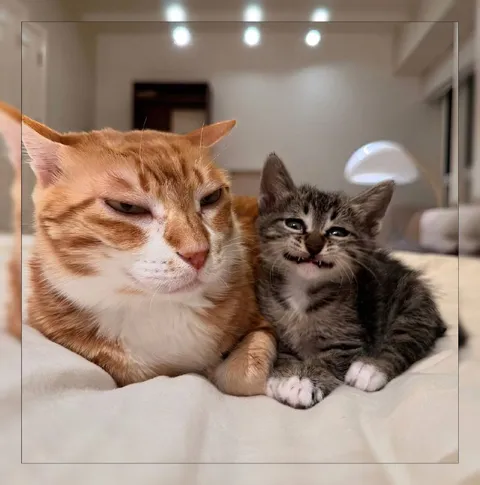 Серьёзный кот и плачущий котёнок
