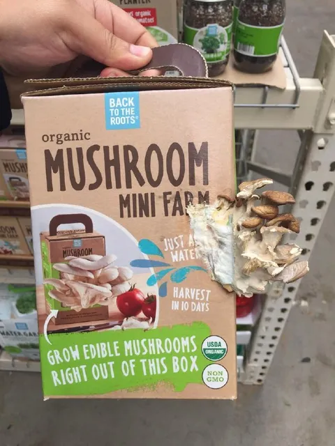 Mushrooms Growing Out of the Box