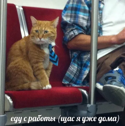Кот едет с работы домой