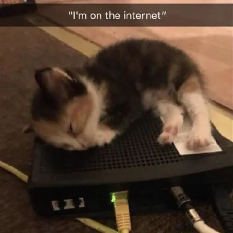Cat Is On the Internet