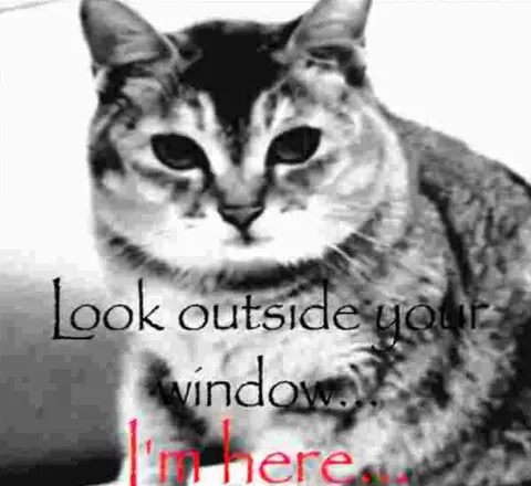 Cat Outside Your Window