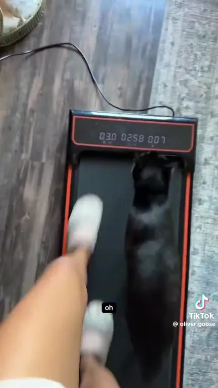 Cat Walks on Treadmill