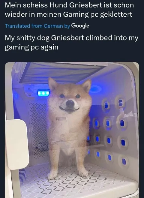 Hund im Gaming-PC