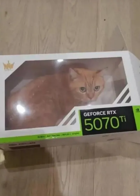 Cat Inside a GeForce Box