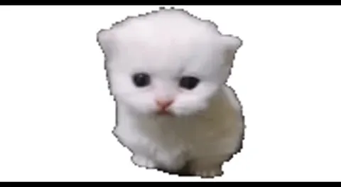 Котята танцуют под песню