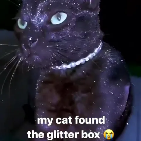 Cat Found the Glitter Box