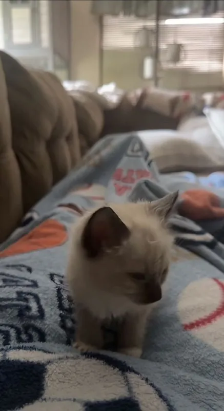 Котёнок на одеяле