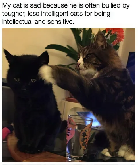 Intellectual Cat Gets Bullied